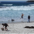 4/17 美麗的海水、各種狗狗奔馳著
