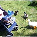 6/10 「媽!這些鴨子幹嘛一直靠過來~~」