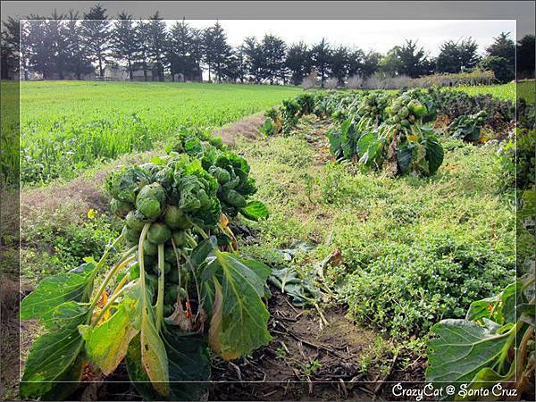 1/10 發現奇特的蔬菜！球芽甘藍菜（Brussel Sprout）原來長這樣~