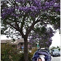 7/8 鎮上的 jacaranda 開花啦！