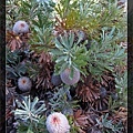另一種 Banksia，花很大一球，毛絨絨的