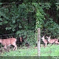 5/15 在家後面的森林發現一隻鹿媽媽帶兩隻小鹿