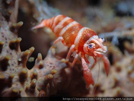 Stan Cool海花籃蝦 basket star shrimp