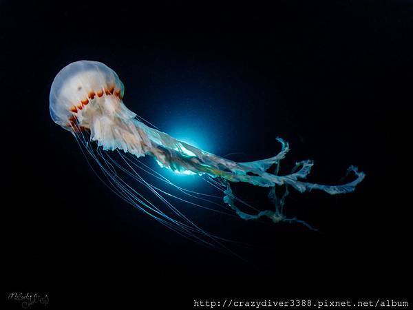 Dancing JellyFish 跳舞的水母