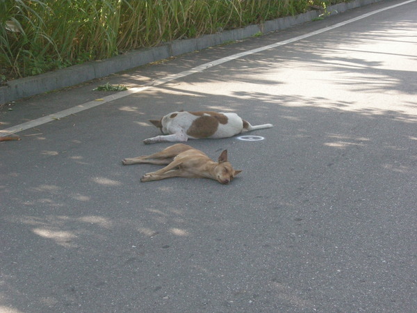 瑞港公路上裝死的狗狗