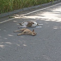 瑞港公路上裝死的狗狗