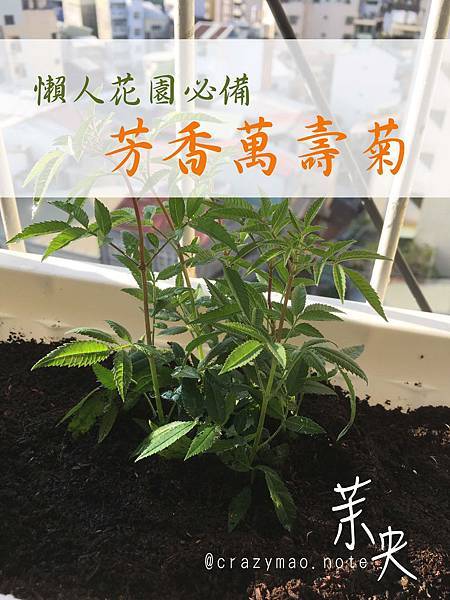 芳香萬壽菊.jpg