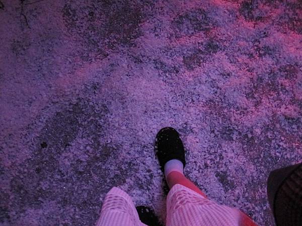 IMG_1231 IMG_1231