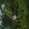 DSC08877.JPG