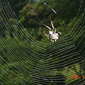 DSC08878.JPG