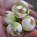 DSC08891.JPG