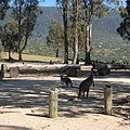 20090206 John Braithwaite帶領大家到國家公園尋找野生動物