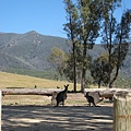 20090206 John Braithwaite帶領大家到國家公園尋找野生動物