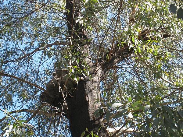 20090206 John Braithwaite帶領大家到國家公園尋找野生動物