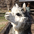 lama profile.jpg