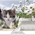 Cat-between-flowers-Wallpaper.jpg