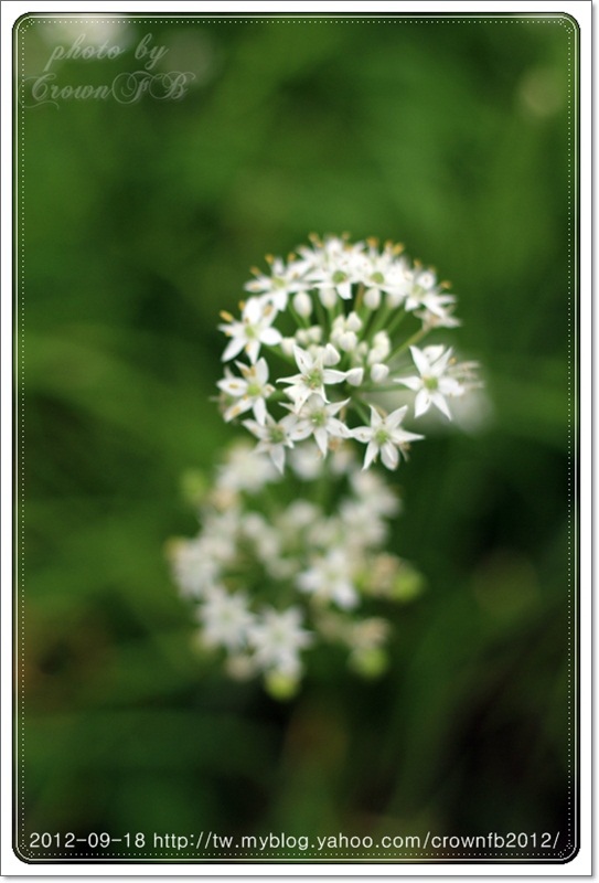 2012-09-18-084730-12花花草草.JPG