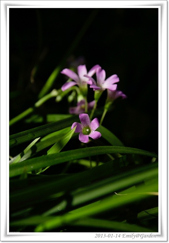 2013-01-14-135306-2花花草草.jpg