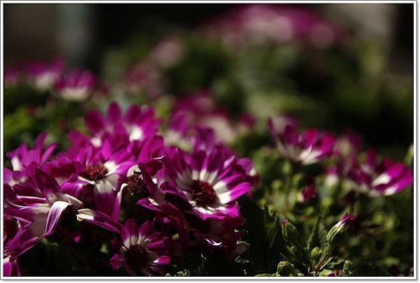 2013-02-07-141236-12花花草草.jpg