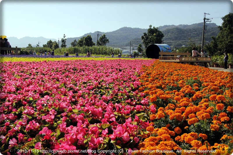 _MG_4707新社花海.JPG