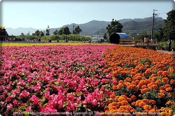 _MG_4707新社花海.JPG