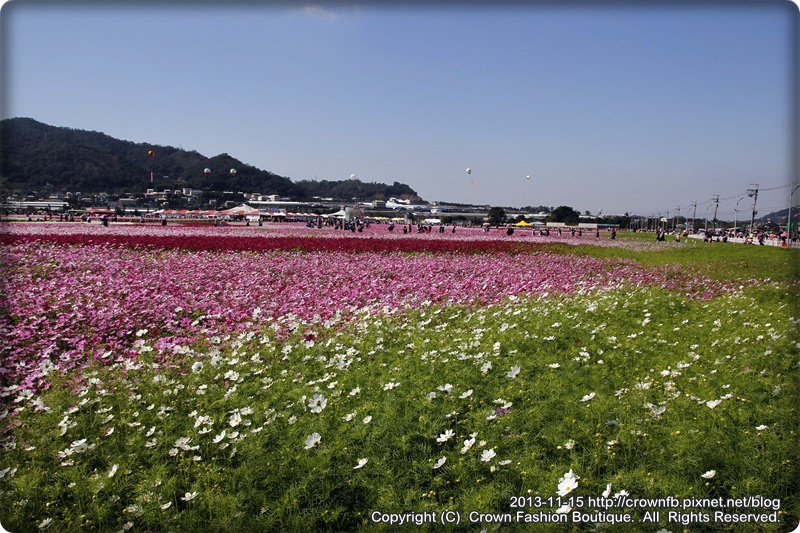 _MG_4850新社花海.JPG