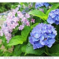 IMG_1378 2016-6-24日本.JPG