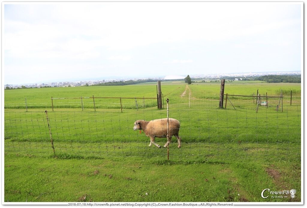 LR-2785sheep.jpg