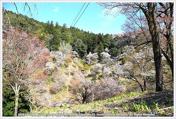 IMG_0565 20190412吉野山.JPG