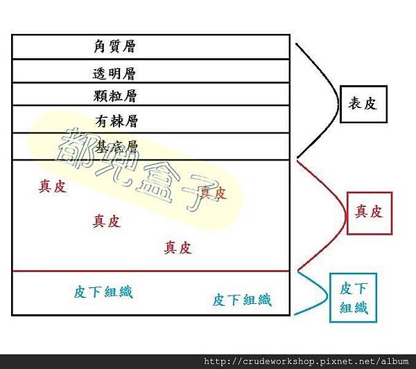 保養品DIY資訊 (十四) 保養，做對了嗎?(2024/2/