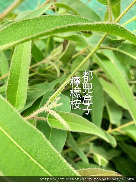 【自家農場純露】目錄(季節性出現,以蝦皮上架種類為準)(20 【自家農場純露】目錄(季節性出現,以蝦皮上架種類為準)(20