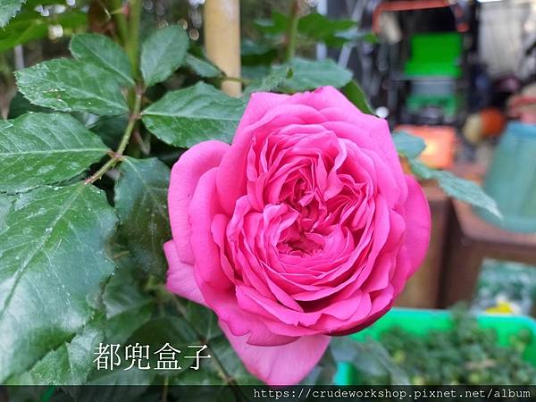 💙其他知識(二十九) 花草植物的運用(02/20/2021編