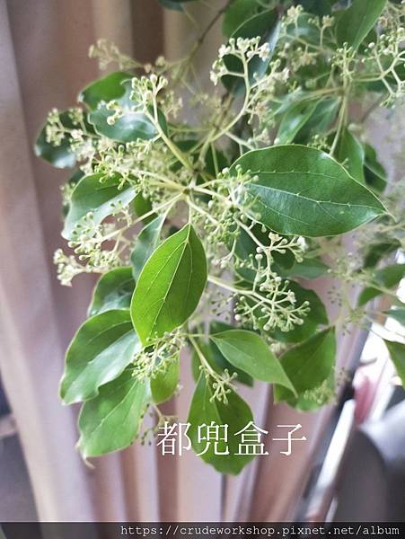 農場照片_210227_0_0.jpg