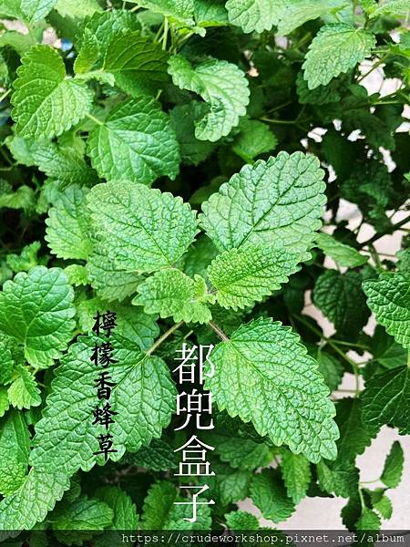 香草花草_210414_0_0.jpg