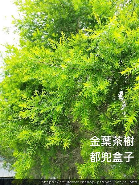 香草花草_210721_6.jpg