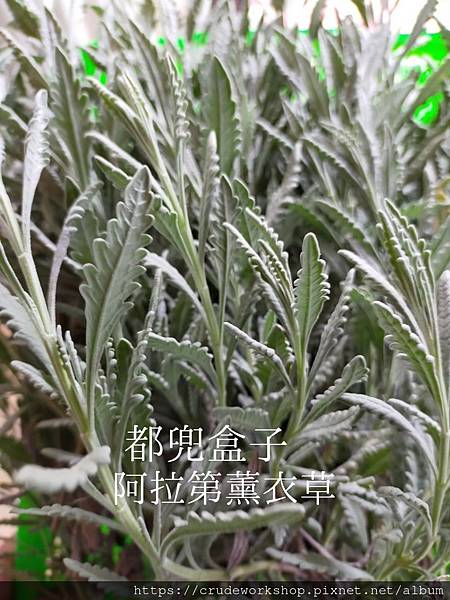 香草花草_210721_4.jpg