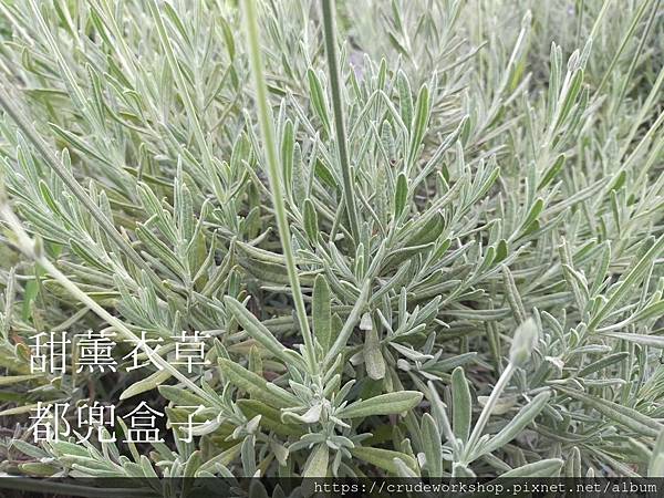 香草花草_210721_5.jpg