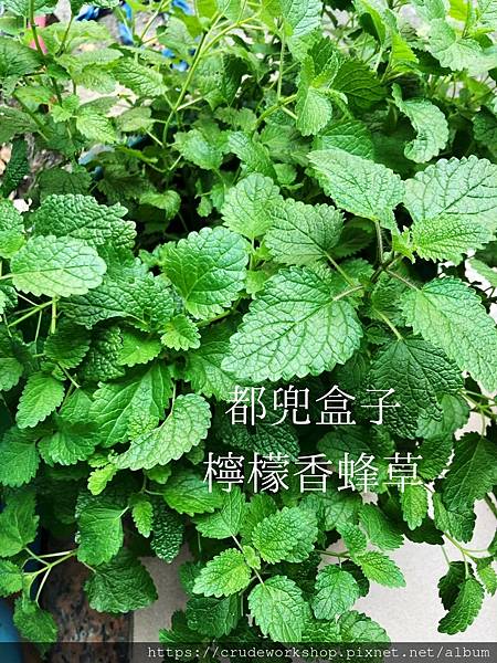 香草花草_210721_2.jpg