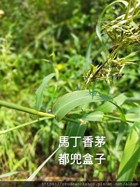 LINE_ALBUM_香草花草_210922_1.jpg