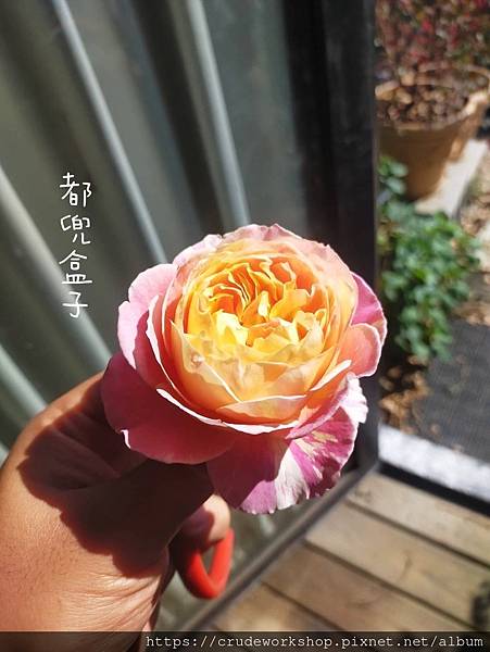 【無農藥乾燥花草】玫瑰花瓣介紹(2024/2/13更新)🌿