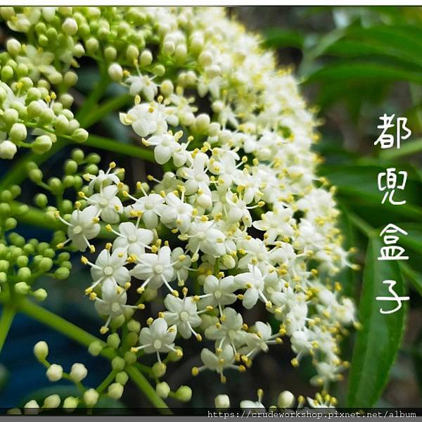 【乾燥】接骨木花介紹(2024/2/12更新)🌿