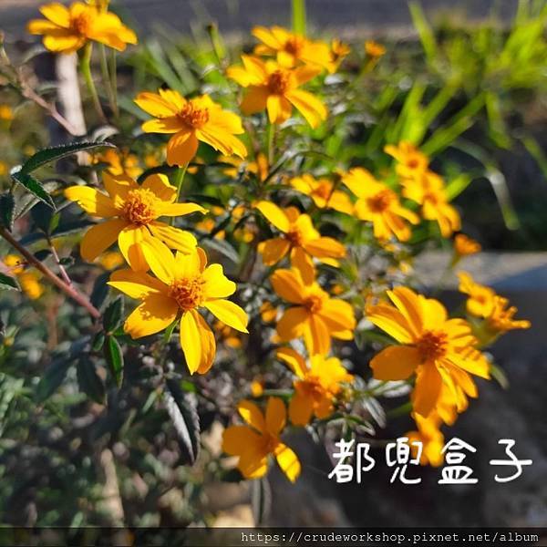 【乾燥】芳香萬壽菊介紹(2024/2/13更新)🌿