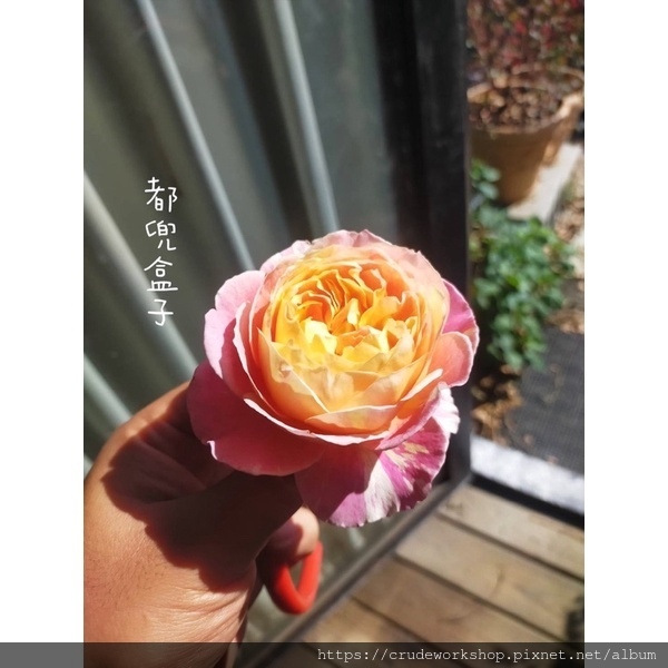 【無農藥乾燥花草】玫瑰花瓣介紹(2024/2/13更新)🌿