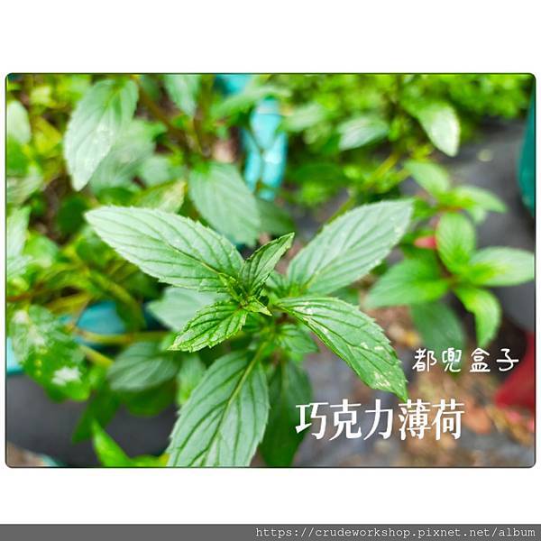 【無農藥乾燥花草】巧克力薄荷介紹(2024/2/13更新)🌿