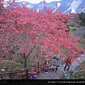 阿里山旅遊,阿里山旅遊規劃,阿里山旅遊行程,阿里山旅遊地圖,阿里山旅遊景點,阿里山旅遊住宿,阿里山旅遊資訊