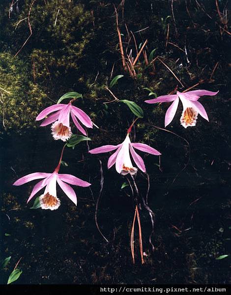 一葉生花(阿里山野生蘭花).阿里山旅遊,阿里山旅遊規劃,阿里山旅遊行程,阿里山旅遊地圖,阿里山旅遊景點,阿里山旅遊住宿,阿里山旅遊資訊