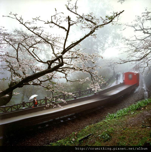 阿里山情愫.jpg