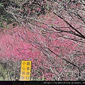 武陵農場旅遊行程,武陵農場旅遊,武陵農場一日遊, 武陵農場旅遊景點