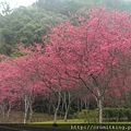 武陵農場旅遊行程,武陵農場旅遊,武陵農場一日遊, 武陵農場旅遊景點