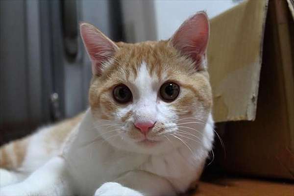 煉與虎徹 當紅毛小孩tbsれんとこてつ 自由 食いしん坊万歳ちゃん にゃんこ 痞客邦 煉與虎徹 當紅毛小孩tbsれんとこてつ 自由 食いしん坊万歳ちゃん にゃんこ 痞客邦